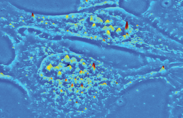 A 3D surface projection of live U-2 OS cell from a SLIM quantitative phase image is shown.
