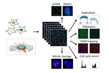Content Dam Bow Article 2018 7 Rsz 1graphicalabstract Web