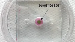 Content Dam Bow Online Articles 2018 08 Biosensor Content Dam Bow Online Articles 2018 08 Biosensor