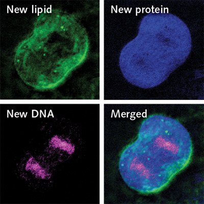 FIGURE 1. As living cells take in heavy water, newly made proteins, lipids, and DNA incorporate deuterium; under the light of an SRS microscope, various macromolecules can be identified within a single cell. University of California/Irvine chemistry professor Eric Potma, not involved in the work, called the technique beautifully simple, and said that &ldquo;as microscopes continue to get smaller, deuterium-labeled SRS imaging may help to catch tumors at much earlier stages.&rdquo;
