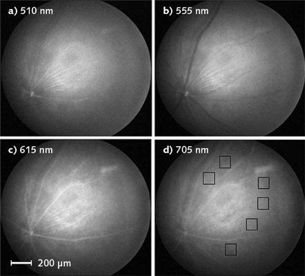 Monochromatic images of a mouse retina are displayed at four different wavelengths (boxes indicate locations of amyloid measurement areas). Illumination with 510 nm blue light (a) shows bright reflections from nerve fibers and blood vessels. The 555 nm green light images (b) show dark large blood vessels, while nerve fibers in the center appear bright (veins are darker than arteries because of greater deoxyhemoglobin absorption). The 615 nm red light images (c) show bright arteries and veins, while 705 nm near-infrared light (d) reveals less-bright vessels but more sharply focused choroidal capillaries near the center.
