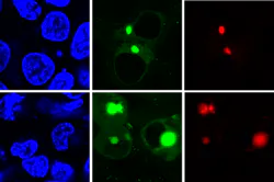 Content Dam Bow Online Articles 2019 02 Aggtag Fluorescence Protein Content Dam Bow Online Articles 2019 02 Aggtag Fluorescence Protein