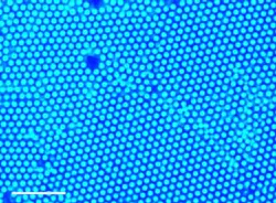 A new method uses ultraviolet light and small amounts of gold or titanium dioxide nanoparticles to gather larger particles at the point of light. This method was used to gather polystyrene particles, which form a well-packed structure called a colloid crystal, as depicted in this image. A new method uses ultraviolet light and small amounts of gold or titanium dioxide nanoparticles to gather larger particles at the point of light. This method was used to gather polystyrene particles, which form a well-packed structure called a colloid crystal, as depicted in this image.