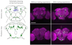 Content Dam Bow Online Articles 2019 03 Neural Circuit Fluorescence Content Dam Bow Online Articles 2019 03 Neural Circuit Fluorescence