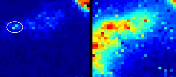 IMAGE: Using a new camera that can detect tiny traces of light through the body&rsquo;s tissues, an optical endomicroscope within sheep lungs is identified (left). Using a conventional camera (right), light is scattered through the structures of the lungs and the endomicroscope cannot be located.