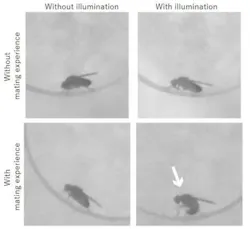 Optogenetic Stimulation Optogenetic Stimulation