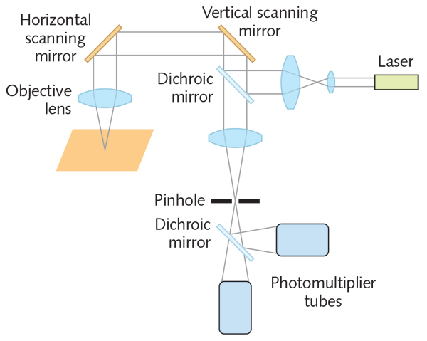 FIGURE 1. As seen in this schematic, a confocal laser scanning microscope includes two PMTs for light-sensing.