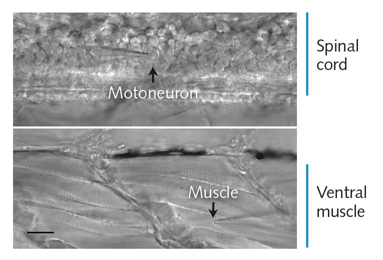 FIGURE 1. The transparent zebrafish embryo enables paired patch clamp measurements of spinal neurons and locomotory muscle cells. Two chevron-shaped repetitive segments of tail muscle are shown. The two patch clamp recording electrodes are shown for an individual motoneuron and muscle cell. Only one electrode is visible in the field because placement of the electrodes during formation of whole-cell recording mode is done under very high magnification.
