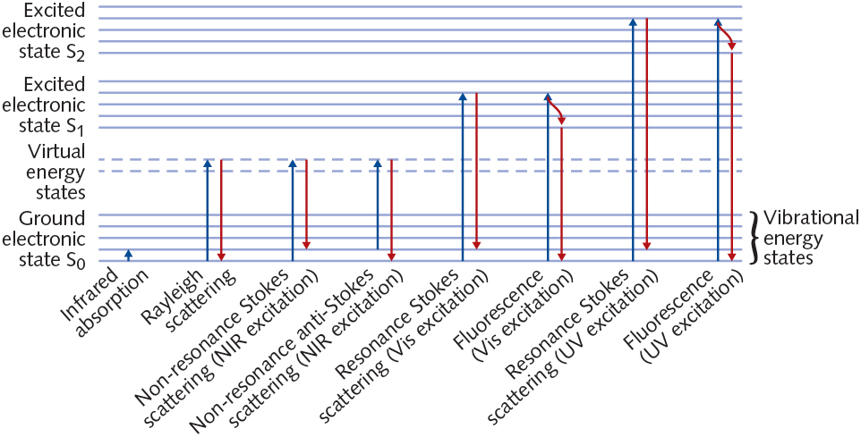 FIGURE 1. Optical processes involved in Raman scattering and other light-tissue interactions are compared.1