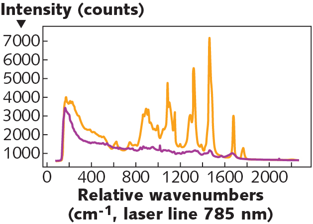 FIGURE 1. Raman spectra of lipid-rich fat tissue (orange) and protein-rich muscle tissue (purple); the broadband, autofluorescence background is clearly visible in both spectra, each of which was collected using a similar acquisition time.