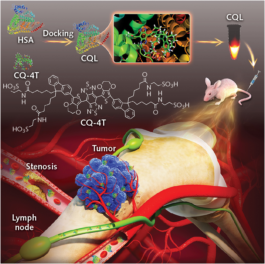 After synthesizing a small molecule that emits near 1100 nm, a Stanford-Wuhan University team increased its quantum yield by binding it to albumin. The dye complex has shown its ability to monitor both normal and abnormal circulatory flow.