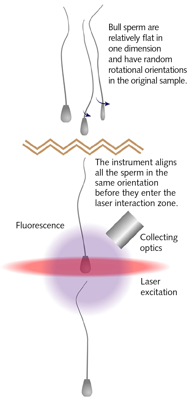FIGURE 1. A major challenge with sorting bull sperm is their lack of cylindrical symmetry; most commercial instruments are configured for counting and/or sorting spherical objects.