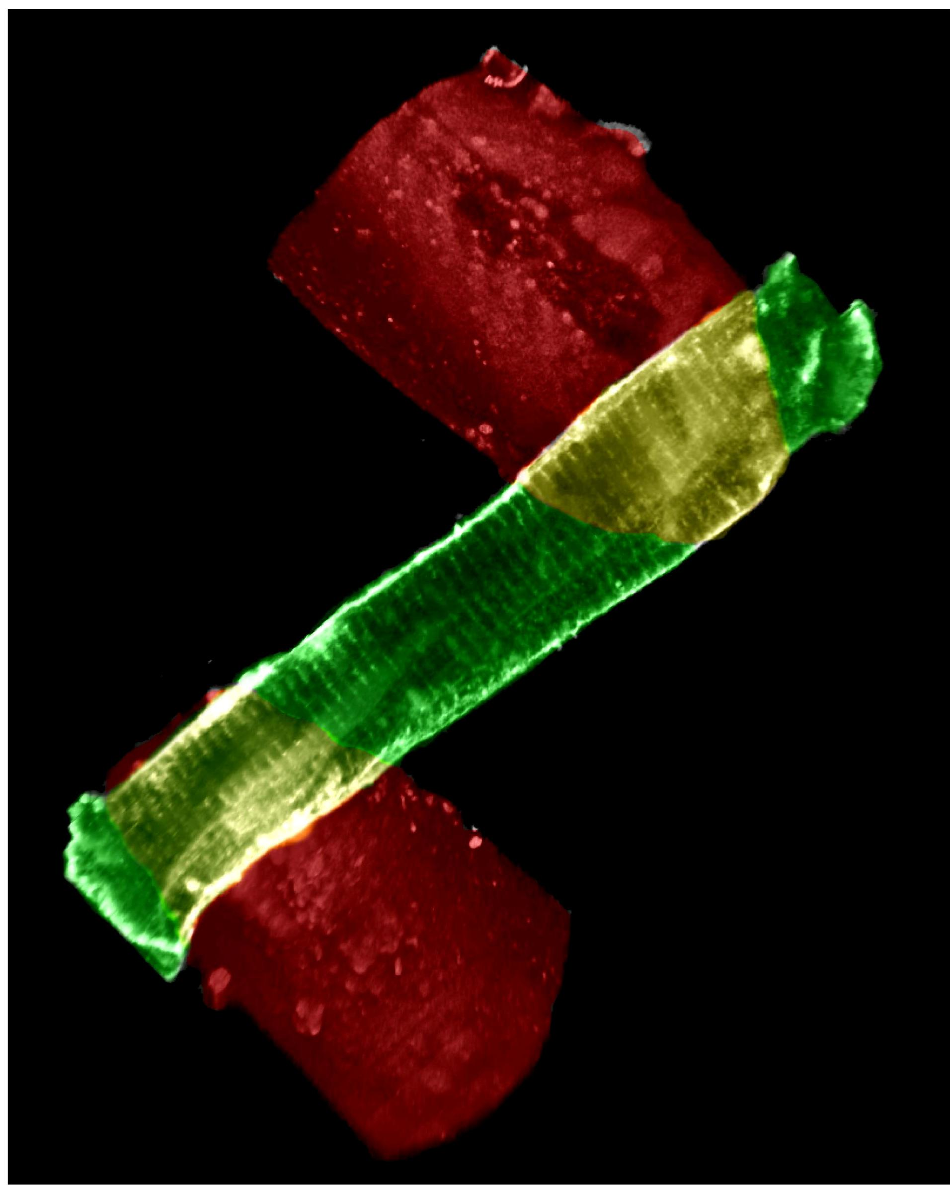 A heart cell, labeled with the membrane staining dye Di-8-ANEPPS (green), attached to MyoTak biological adhesive (red). Di-8 labels the sarcolemmal and t-tubule membranes of the heart cell, while the adhesive coats two glass micro-rods (not seen), which are used to attach and stretch single heart cells.
