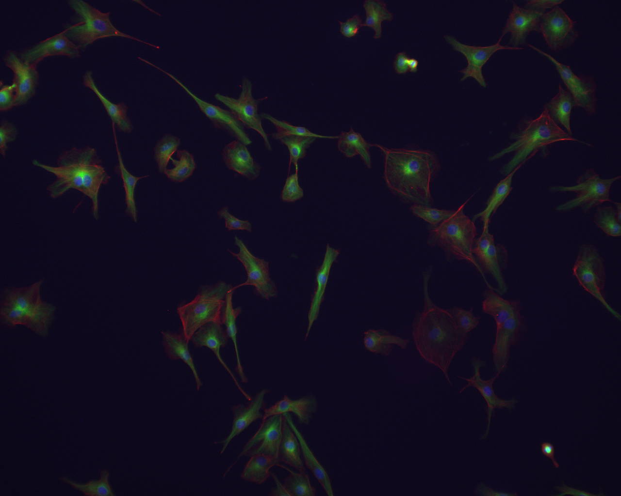 A cellular sample imaged using an Olympus microscope equipped with a Spectra-X LED light engine from Lumencor and Semrock's LED-DA/FI/TR/Cy5-4X-A filter set.