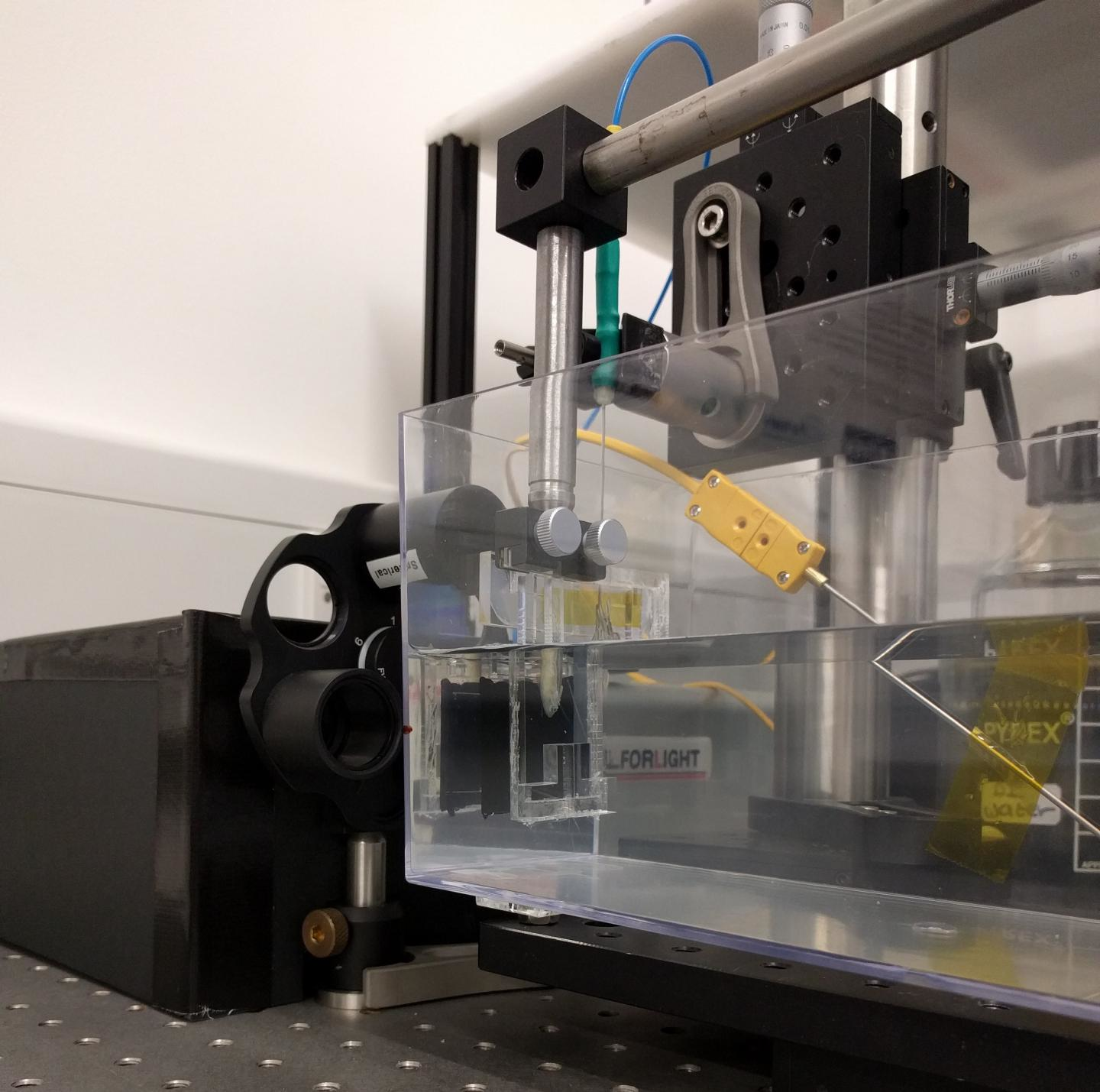 Whereas photoacoustic imaging generates sound signals through absorption of light by the object being imaged, this setup uses a dedicated optical ultrasound generator to produce acoustic signals that reflect off the specimen.