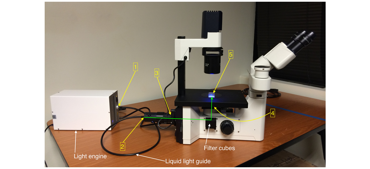 Coupling of a solid-state light engine to an inverted fluorescence microscope. Locations 1&ndash;5 marked in yellow correspond to the points in the light path used for throughput measurements reported in the table. The green line shows the direction of the light path from the collimating adapter input to the sample plane.