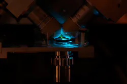 To quantify molecular interactions, researchers at the European Molecular Biology Laboratory developed this platform, which combines single-molecule spectroscopy with light-sheet microscopy. To quantify molecular interactions, researchers at the European Molecular Biology Laboratory developed this platform, which combines single-molecule spectroscopy with light-sheet microscopy.