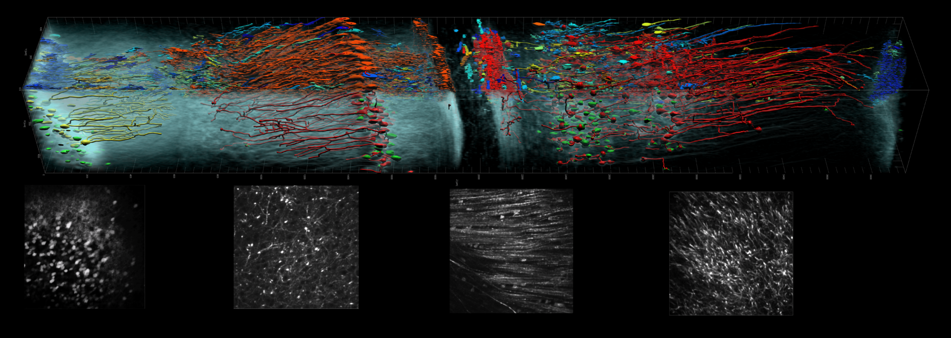FIGURE 1. An Olympus multiphoton microscope and a 4 mm SCALEVIEW-matched 25x objective created this image of 4 mm of depth through a SCALEVIEW-cleared mouse brain. The image was isosurface-rendered and blended in Imaris from Bitplane Scientific Software. The side panels show z-panels at 1 mm intervals.