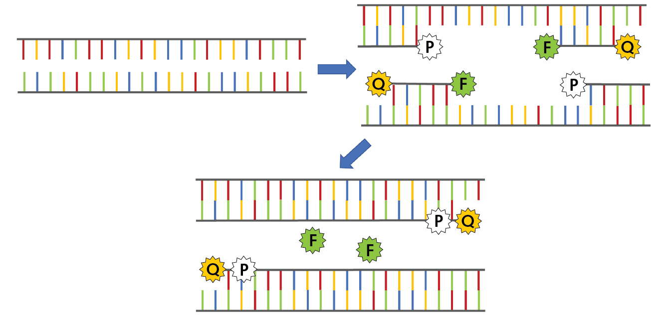 FIGURE 1. Schematic representation of fluorophore activation during PCR, where P represents the polymerase, F the fluorophore, and Q the quenching molecule.