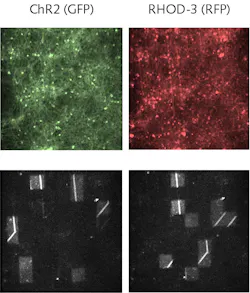 Optogenetically modified neurons on a multielectrode array (upper left), are excited by patterns of blue light illumination (bottom left and right), and their calcium activity is imaged (upper right). Optogenetically modified neurons on a multielectrode array (upper left), are excited by patterns of blue light illumination (bottom left and right), and their calcium activity is imaged (upper right).