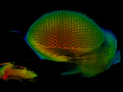 Light-sheet microscopy offers the possibility to gently examine large, living samples and visualize them in 3D—the example shows the eye of a fruit fly. Light-sheet microscopy offers the possibility to gently examine large, living samples and visualize them in 3D—the example shows the eye of a fruit fly.