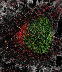 With super-resolution STED microscopy, details of a cell can be focused down to under 50 nm. This image shows the pores of a cell nucleus (stained green), single protein molecules (red), and fibers of a cytoskeleton (white) in a HeLa cell. With super-resolution STED microscopy, details of a cell can be focused down to under 50 nm. This image shows the pores of a cell nucleus (stained green), single protein molecules (red), and fibers of a cytoskeleton (white) in a HeLa cell.
