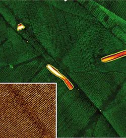 FIGURE 3. A hexacontane sample is prepared and imaged on highly oriented pyrolytic graphite. The 'green' image represents the height while the inlay is measuring the elasticity. The stripes are individual monomolecular layers of hexacontane and correspond to the length of the molecule (7.5 nm). The scan size is 5 μm2 with the inlay being 300 × 300 nm. The z-height scale is 12 nm while the elasticity shows a range of 2.2 GPa. FIGURE 3. A hexacontane sample is prepared and imaged on highly oriented pyrolytic graphite. The 'green' image represents the height while the inlay is measuring the elasticity. The stripes are individual monomolecular layers of hexacontane and correspond to the length of the molecule (7.5 nm). The scan size is 5 μm2 with the inlay being 300 × 300 nm. The z-height scale is 12 nm while the elasticity shows a range of 2.2 GPa.