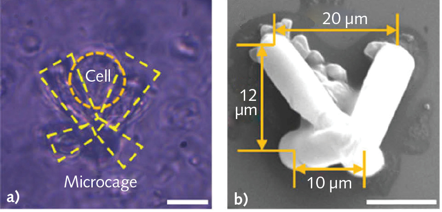 FIGURE 1. Femtosecond lasers can produce fine features in photoresist, such as these micropillars that subsequently self-assembled into a butterfly trap. Optical tweezers then bring single cells into the traps, where this photomicrograph (a) and electron micrograph (b) show they are retained.