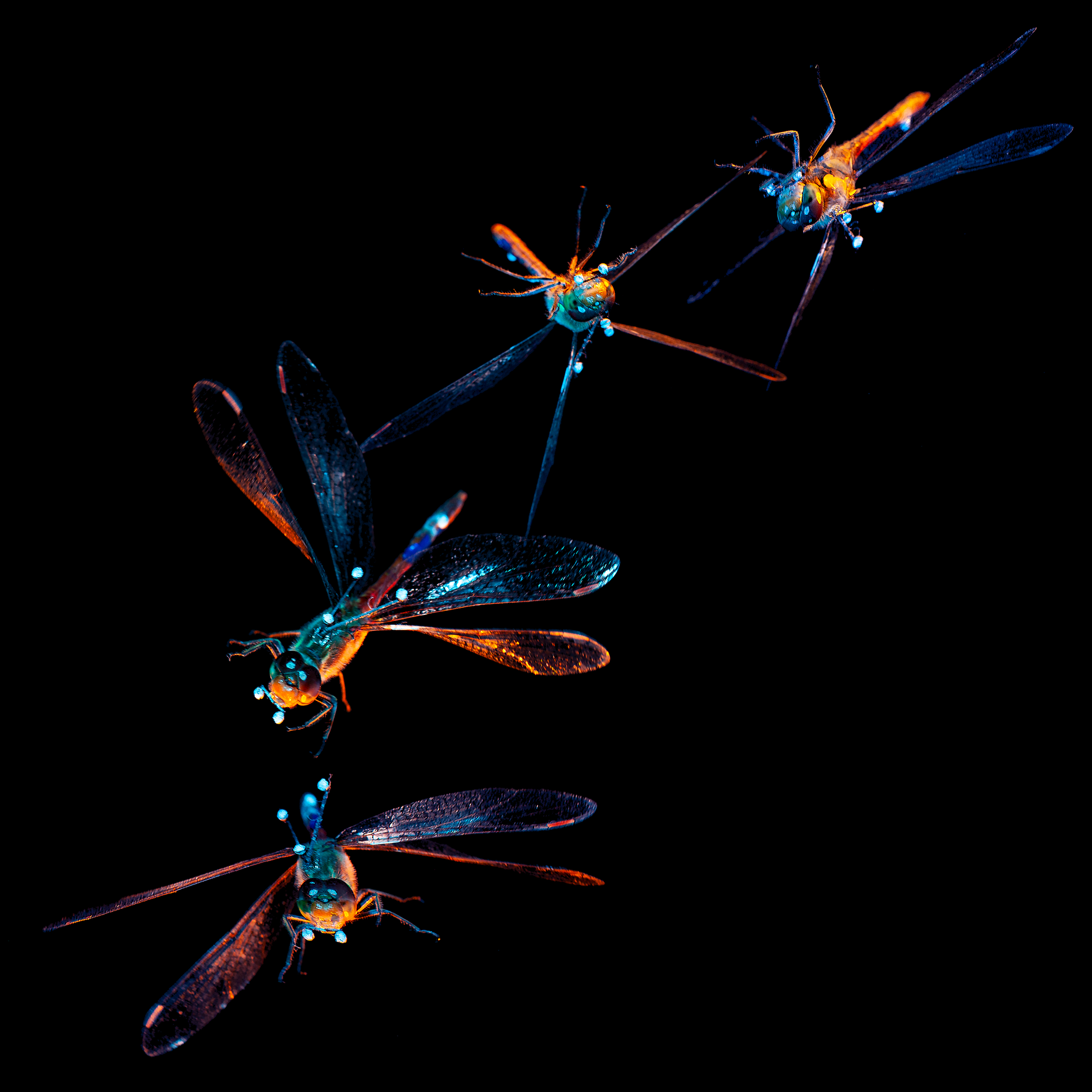 High-speed camera image of a common darter dragonfly righting itself from an upside-down position.