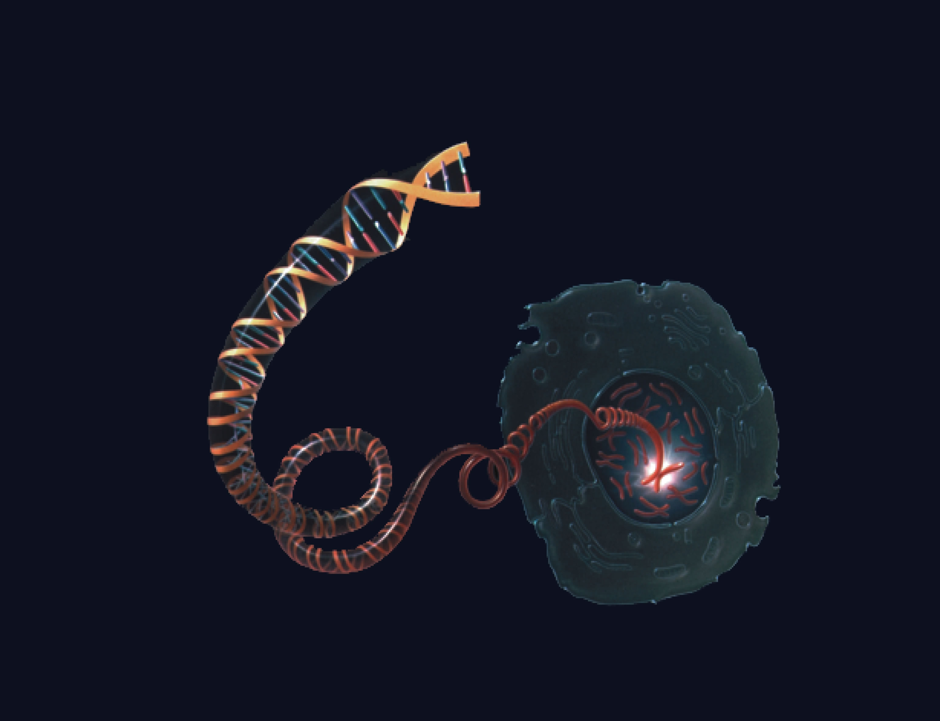 A DNA molecule unwinds from a chromosome inside the nucleus of a cell.