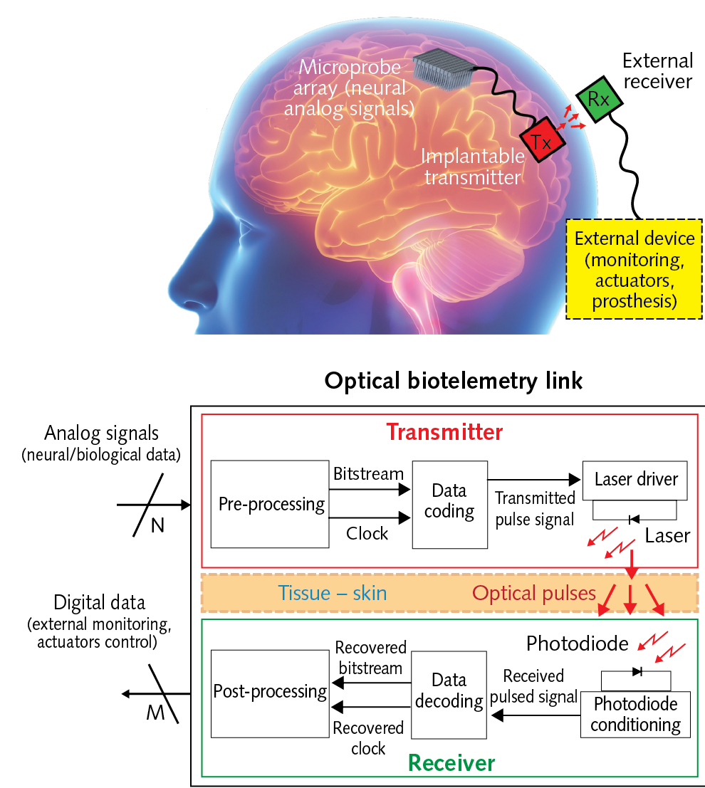 FIGURE 1. An optical data transmission protocol inspired by ultra-wideband pulsed data coding has demonstrated the ability to communicate at 300 Mbit/s through 3.5 mm of porcine skin.