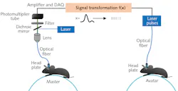 FIGURE 2. With a “master” mouse’s brain genetically modified to fluoresce when neurons activate, and an “avatar” mouse’s brain modified to activate with light, the avatar mouse moves in response to a signal from the master mouse. FIGURE 2. With a “master” mouse’s brain genetically modified to fluoresce when neurons activate, and an “avatar” mouse’s brain modified to activate with light, the avatar mouse moves in response to a signal from the master mouse.