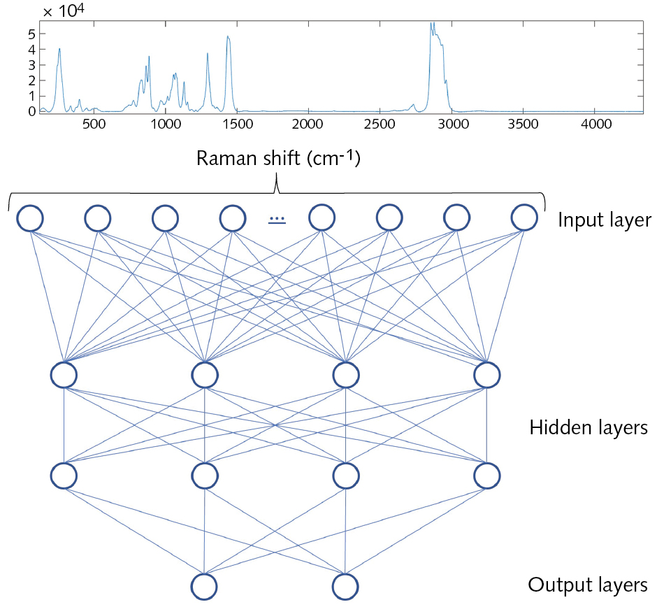 FIGURE 1. Schematic representation of a simple neural network for spectral processing consisting of two hidden layers, each with four neurons and a binary output layer.