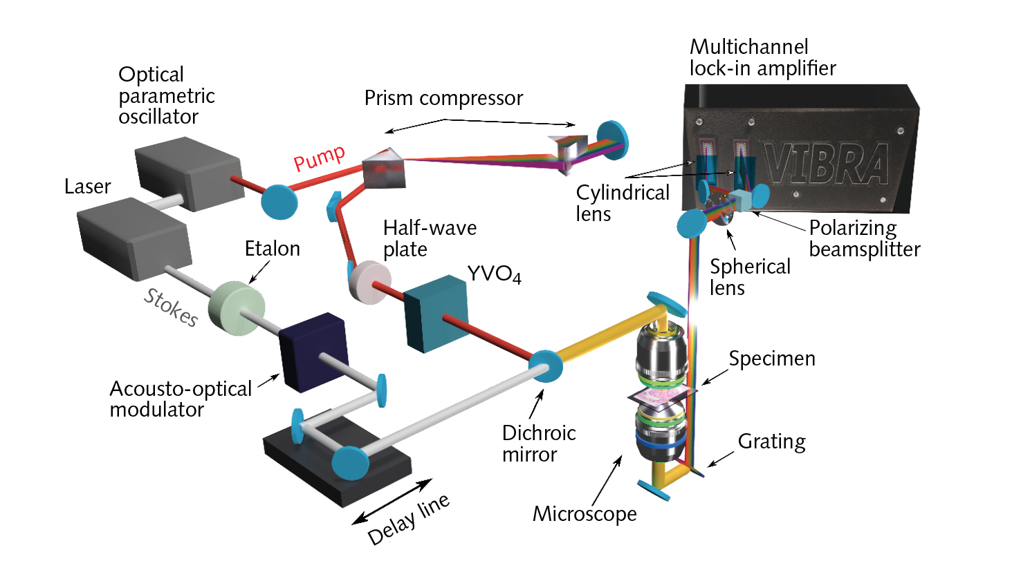 Schematic representations of the optical setup; broadband vibrational imaging based on multichannel lock-in detection. Stimulated Raman scattering microscopy requires precise design. A single ultrafast pulse provides the Stokes pulse and sources a broadband pulse from an optical parametric oscillator. The broadband pulse is pre-compensated for dispersion in a grating compressor, and separated into a reference and pump pulse, which are spectrally dispersed and simultaneously measured by linear arrays of balanced photodetectors.