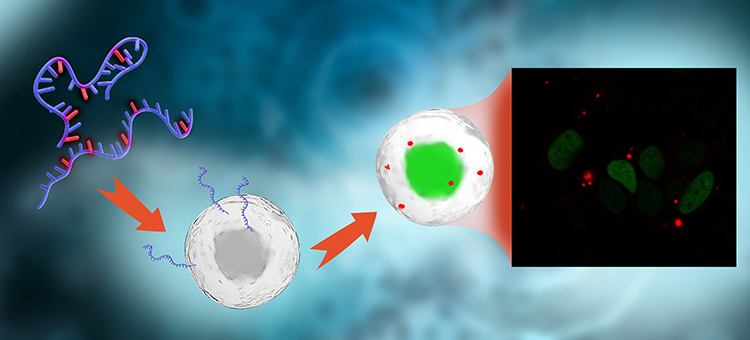 A new method for labeling mRNA molecules is allowing researchers to follow, in real time, the path through cells using a microscope, without affecting their properties or subsequent activity.