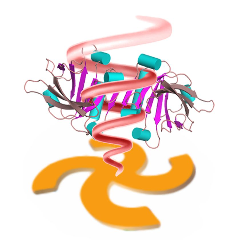 This diagram illustrates the operation of super-twisted light (red), which results when a beam from a spectrometer lamp is projected onto a 400 nm gold particle, which re-emits the light in a tightly twisted form.