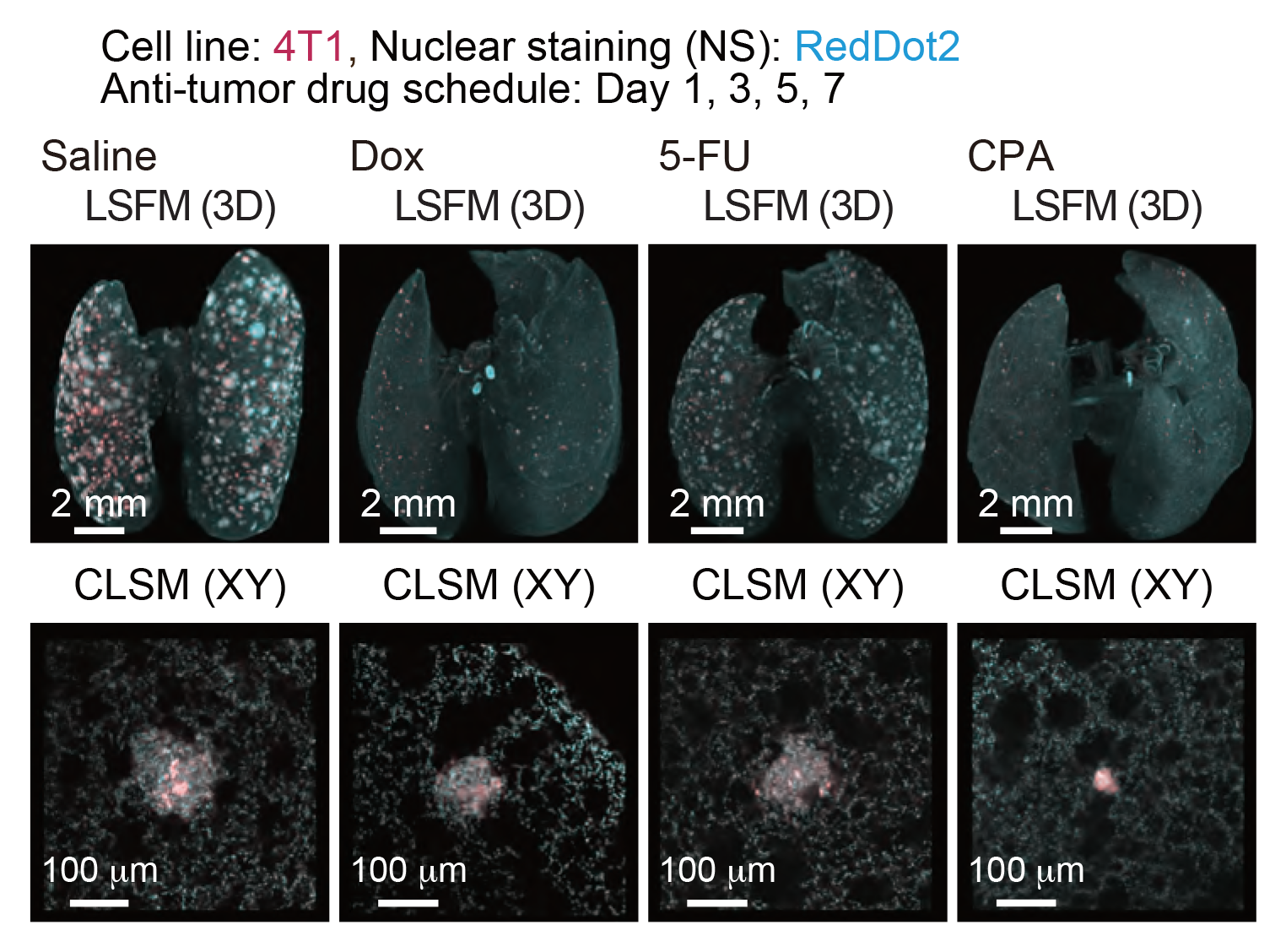 Quantitative evaluation of therapeutic effects of anti-tumor drugs in an experimental lung metastatic model: In vivo therapeutic efficacy of anti-tumor drugs. The 3D images of the lung samples are shown (4T1: mCherry, nuclei: RedDot2).