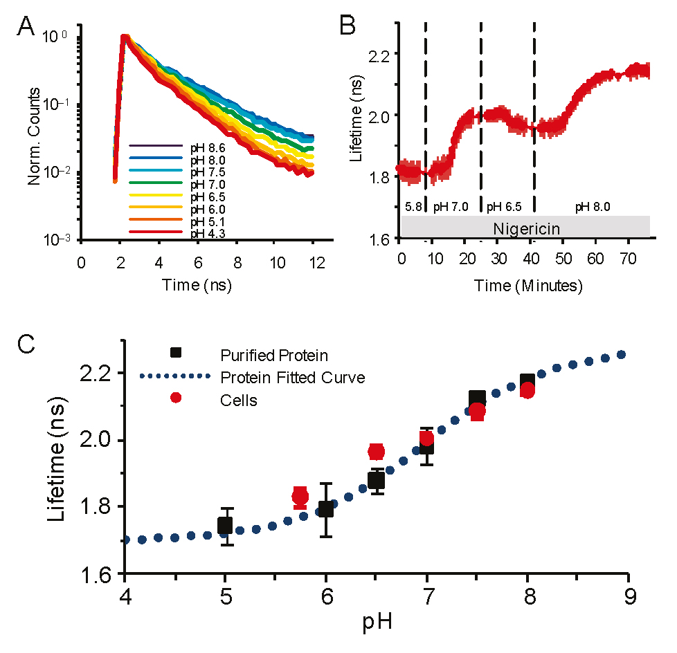 pH response of pHRed fluorescence lifetime (630 nm emission) with 860 nm two-photon excitation, where a) represents pH response of peak normalized fluorescence lifetime decays of purified pHRed in solution and b) shows intracellular pH in live Neuro2A cells imaged with FLIM. The nigericin method was used to manipulate pH. c) pH response of pHRed fluorescence lifetime in cells (n = 6) and protein in solution (n = 3) in solution agreed well with an apparent pKa of 6.9 (0.2, similar to the F575/F440 intensity ratio response.