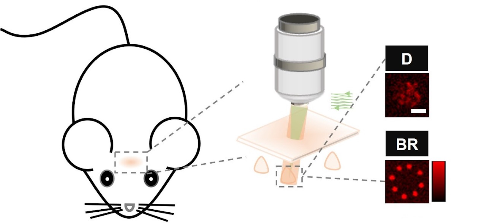 Schematic diagram of the all-optical physiology system. Green: the beam for two-photon calcium imaging. Red: the beam for two-photon optogenetics. Diagram at right: excitation pattern distributions tested with 1-micron fluorescent beads. D: disk pattern. BR: beaded ring pattern. Scale bar: 5 microns.