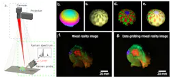 FIGURE 2. Augmented chemical reality visualization of pharmaceutical and lipid-rich compounds on a brain tissue sample. Raman-based system for the acquisition of MVR images (a); data accessing the topology of a hemisphere phantom (b); brightfield information mapped on the topology information (c); molecular information combined with AR and the topological information (d); information directly projected on the sample (f and g). FIGURE 2. Augmented chemical reality visualization of pharmaceutical and lipid-rich compounds on a brain tissue sample. Raman-based system for the acquisition of MVR images (a); data accessing the topology of a hemisphere phantom (b); brightfield information mapped on the topology information (c); molecular information combined with AR and the topological information (d); information directly projected on the sample (f and g).