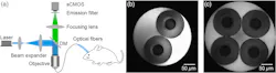 FIGURE 1. The construction of a multichannel fiber photometry system. A light beam from a 488 nm laser is coupled into all multimode fibers simultaneously by an objective. The emitted fluorescence is then collected by the same optical fibers and detected by a sCMOS camera (a). The fiber end faces on the sCMOS camera for the dual-channel mode (b) and four-channel mode (c). FIGURE 1. The construction of a multichannel fiber photometry system. A light beam from a 488 nm laser is coupled into all multimode fibers simultaneously by an objective. The emitted fluorescence is then collected by the same optical fibers and detected by a sCMOS camera (a). The fiber end faces on the sCMOS camera for the dual-channel mode (b) and four-channel mode (c).