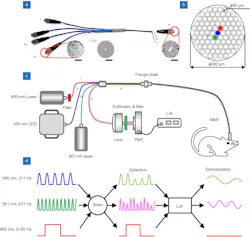 FIGURE 2. A custom-designed four-branch fiber bundle and multi-function fiber photometry system. The four-branch fiber bundle (a) includes the single-fiber branch (i~iii), the collection branch (iv), and the common branch (v). Diagram of the four-branch fiber bundle (b) common branch (v). The common branch v (500 μm) consists of 85 hexagon distributed optical fibers (Φ50 μm/0.54 NA) in total. The three brighter fibers in the center of the bundle correspond to the three single-fiber branches (i~iii) for coupling to three different excitation lights. Schematic diagram of the multifunction fiber photometry system constructed with the four-branch fiber bundle. Three light sources with different wavelengths are coupled into the multi-mode fiber and are connected to the mouse through the three single-fiber branches i~iii (c). Schematic diagram of the lock-in amplifier for the multifunction fiber photometry system (d). These two excitation lights are modulated by sinusoidal signals with different frequencies (450 nm, 211 Hz; 561 nm, 531 Hz). FIGURE 2. A custom-designed four-branch fiber bundle and multi-function fiber photometry system. The four-branch fiber bundle (a) includes the single-fiber branch (i~iii), the collection branch (iv), and the common branch (v). Diagram of the four-branch fiber bundle (b) common branch (v). The common branch v (500 μm) consists of 85 hexagon distributed optical fibers (Φ50 μm/0.54 NA) in total. The three brighter fibers in the center of the bundle correspond to the three single-fiber branches (i~iii) for coupling to three different excitation lights. Schematic diagram of the multifunction fiber photometry system constructed with the four-branch fiber bundle. Three light sources with different wavelengths are coupled into the multi-mode fiber and are connected to the mouse through the three single-fiber branches i~iii (c). Schematic diagram of the lock-in amplifier for the multifunction fiber photometry system (d). These two excitation lights are modulated by sinusoidal signals with different frequencies (450 nm, 211 Hz; 561 nm, 531 Hz).