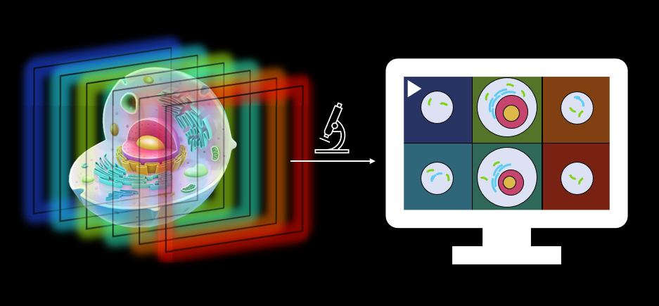 FIGURE 1. The new microscope re-distributes light from a volume such that many depths are imaged simultaneously next to each other, allowing a fast camera to record the entire volume in a single shot.