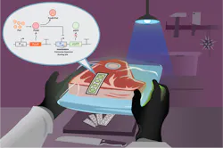 FIGURE 2. A paper-based synthetic optical biosensor system responds to the presence of putrescine in meat, indicating spoilage. FIGURE 2. A paper-based synthetic optical biosensor system responds to the presence of putrescine in meat, indicating spoilage.