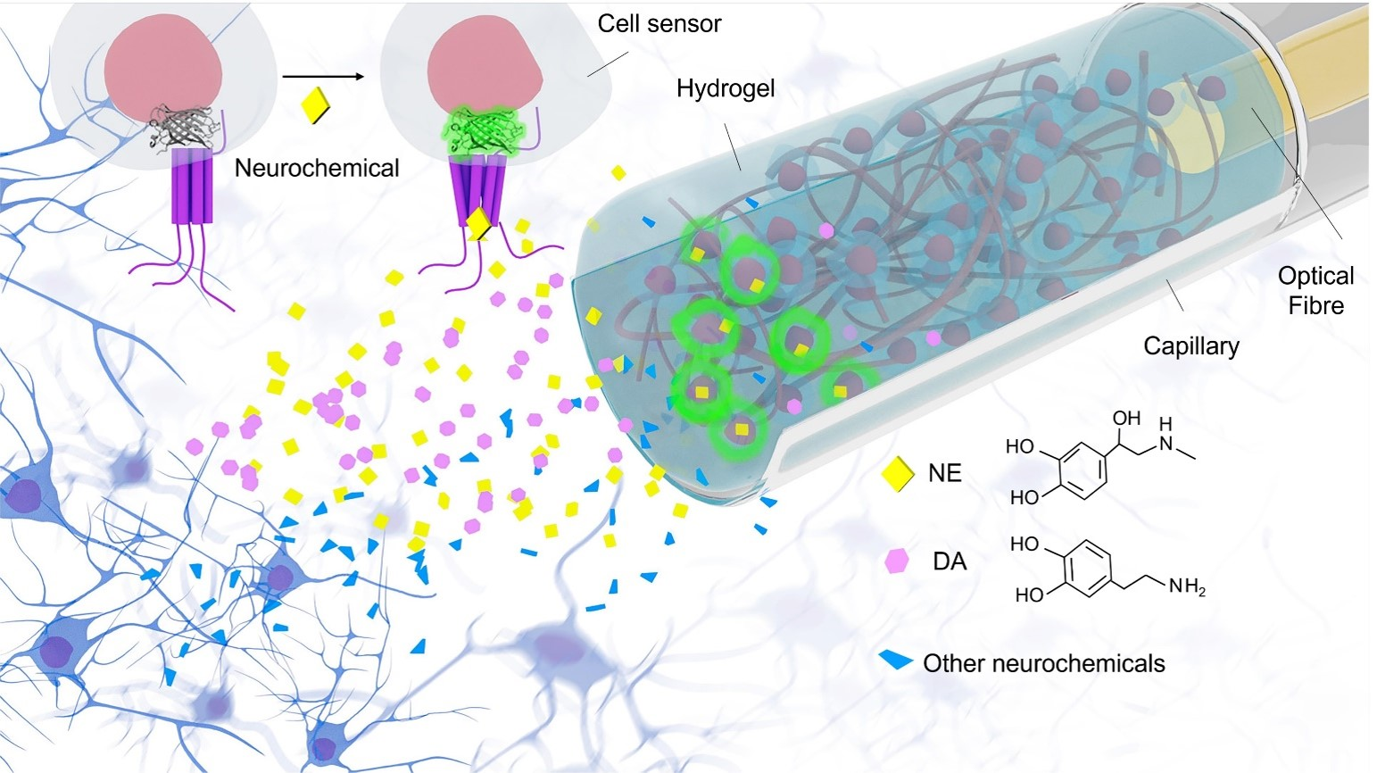 FIGURE 1. Schematic of neurochemical sensing in vivo with FOPECs.