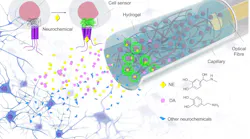 FIGURE 1. Schematic of neurochemical sensing in vivo with FOPECs. FIGURE 1. Schematic of neurochemical sensing in vivo with FOPECs.