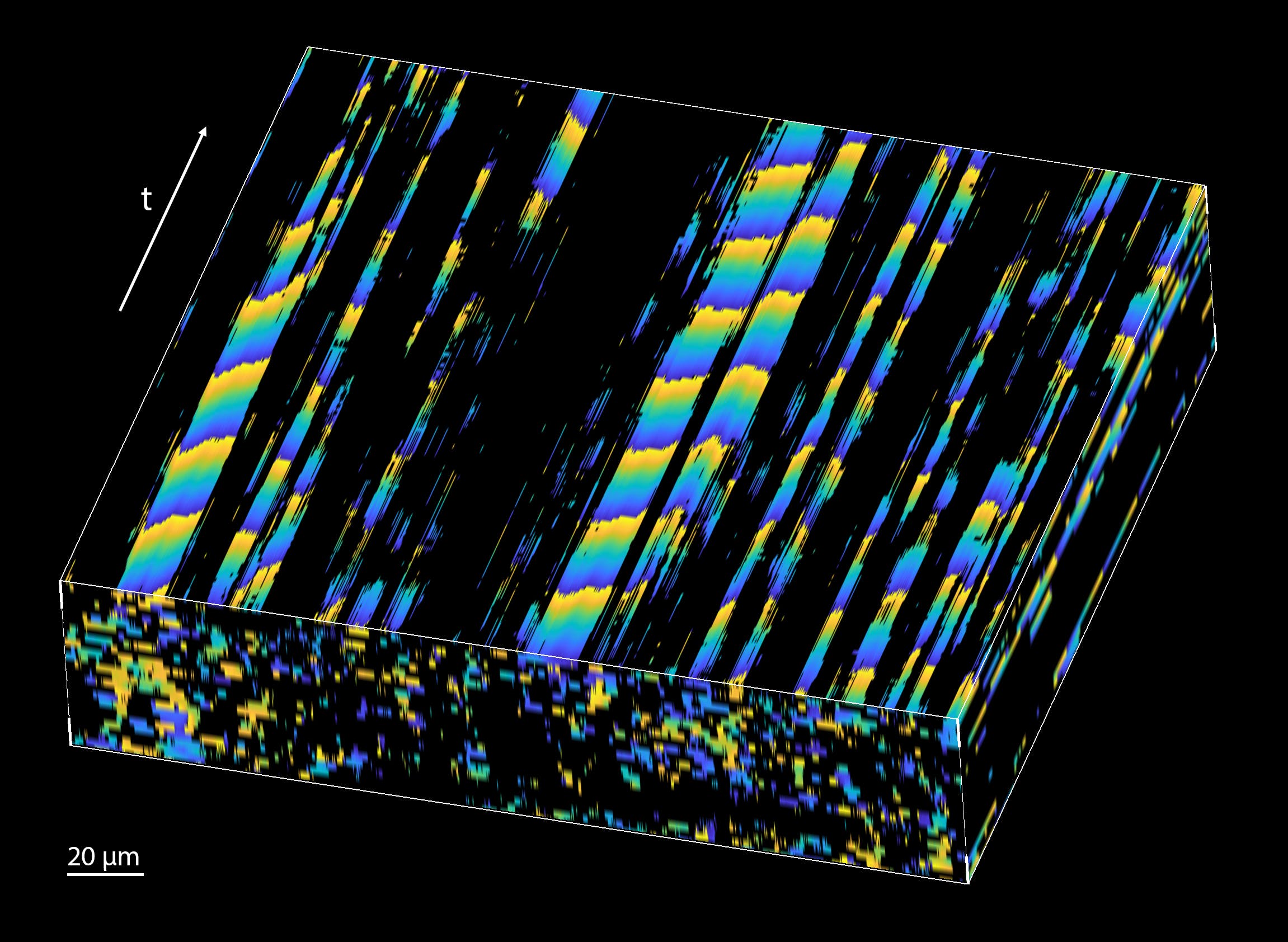 FIGURE 3. The image shows the propagation of the cilia metachronal wave in space and time as captured with the team&rsquo;s new OCT imaging method.