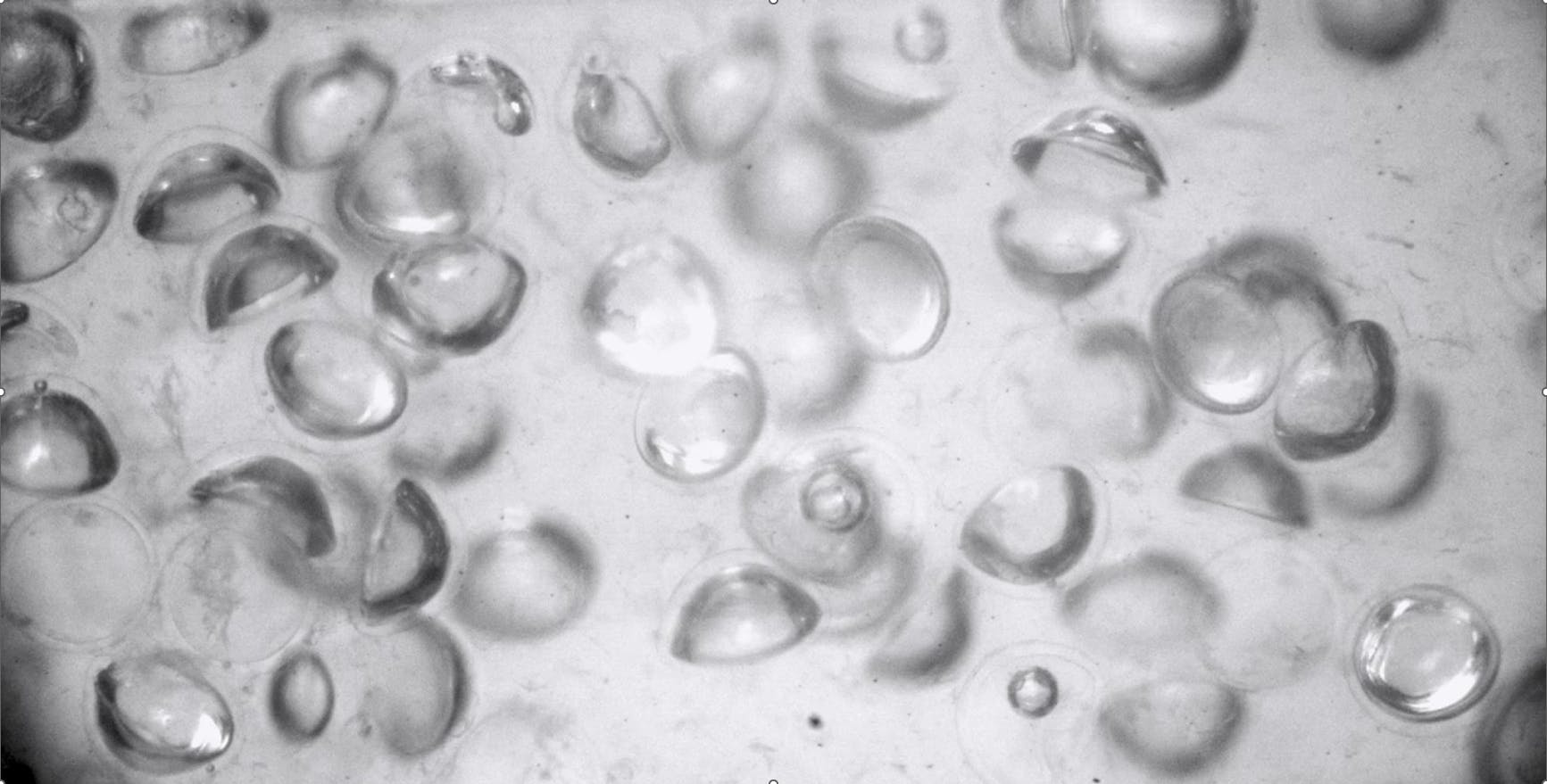 FIGURE 1. The team&rsquo;s &ldquo;buckled&rdquo; shells snap under pressure and alter the properties of the metafluid.