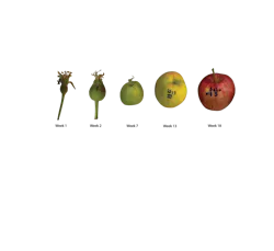 FIGURE 2. Photographs of the apple ripening process. FIGURE 2. Photographs of the apple ripening process.