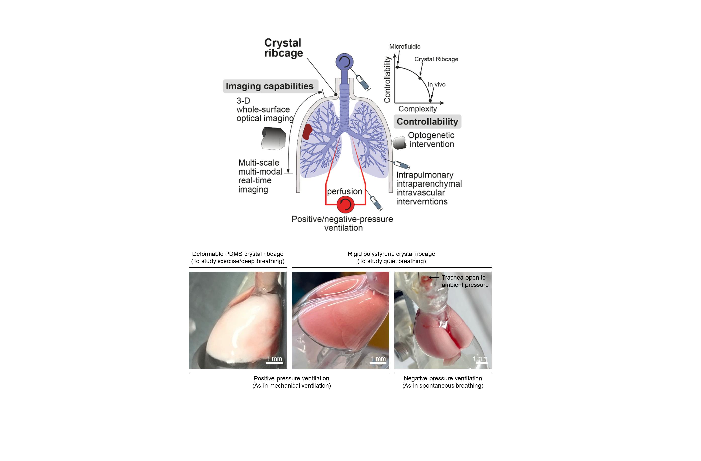 FIGURE 1. The concept of the crystal ribcage; it leverages optical microscopy for high-resolution and real-time probing of lung function in health and disease (top). Biocompatible and transparent, the ribcage houses the functional ex vivo mouse lung (bottom).